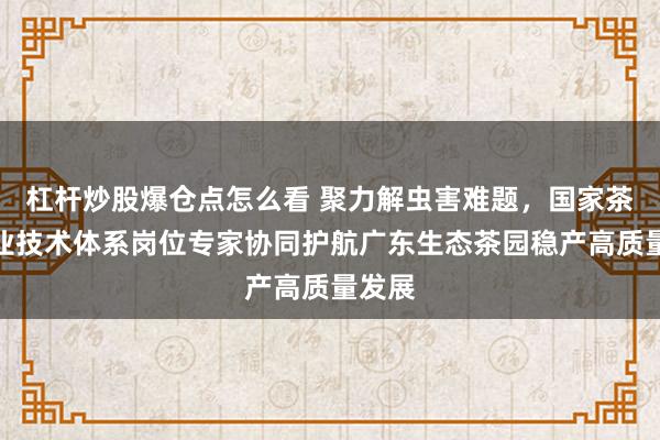 杠杆炒股爆仓点怎么看 聚力解虫害难题，国家茶叶产业技术体系岗位专家协同护航广东生态茶园稳产高质量发展